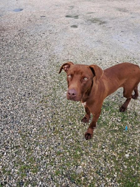 bayles cucciolo mix pit/bracc