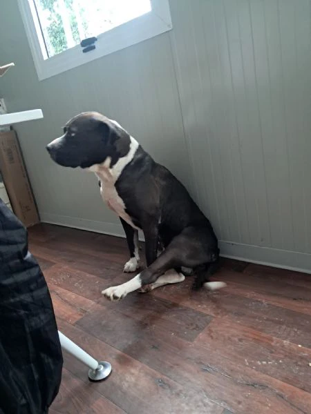 oliver patatone dolcissimo | Foto 1