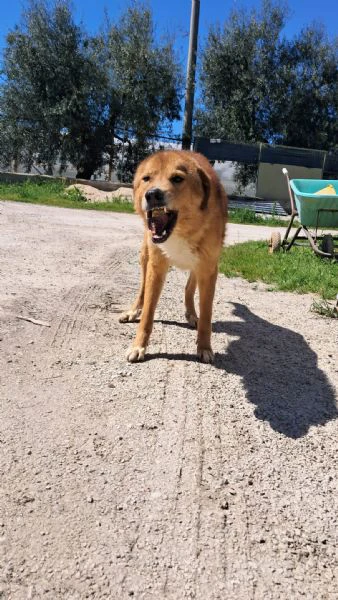 ciao a tutti, mi chiamo biscotto  | Foto 1