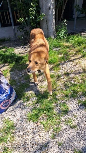 ciao a tutti, mi chiamo biscotto  | Foto 0