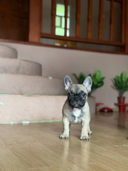 bulldog francese – bellissimi cuccioli | Foto 6