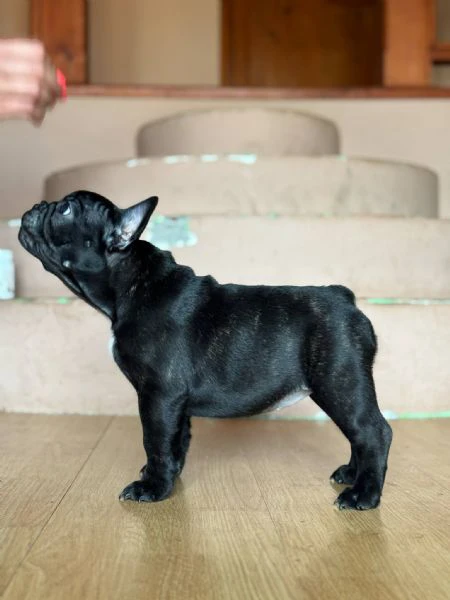 bulldog francese – bellissimi cuccioli | Foto 5