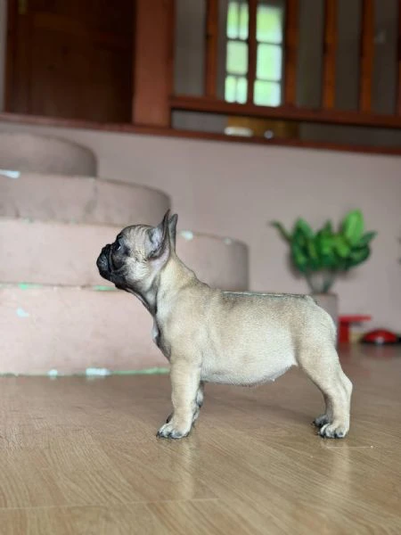 bulldog francese – bellissimi cuccioli | Foto 4