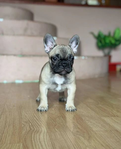 bulldog francese – bellissimi cuccioli | Foto 0