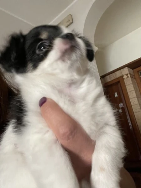 cucciola chihuahua  | Foto 4
