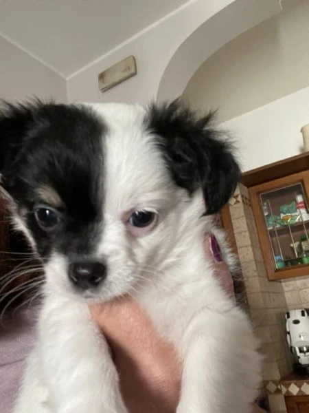 cucciola chihuahua  | Foto 3