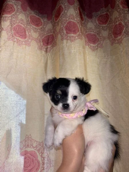 cucciola chihuahua  | Foto 2
