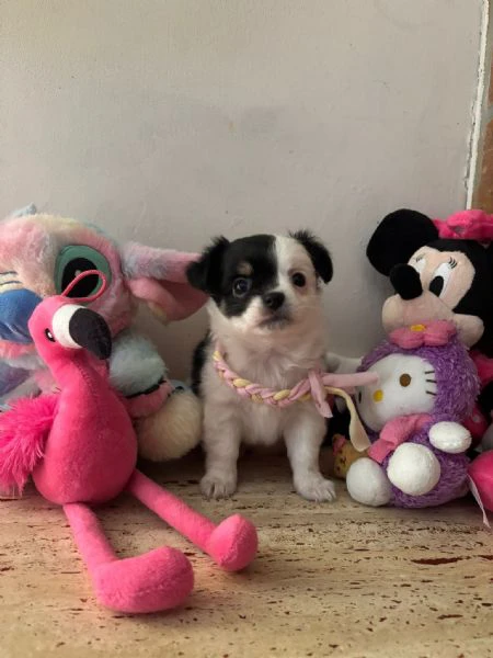 cucciola chihuahua  | Foto 1