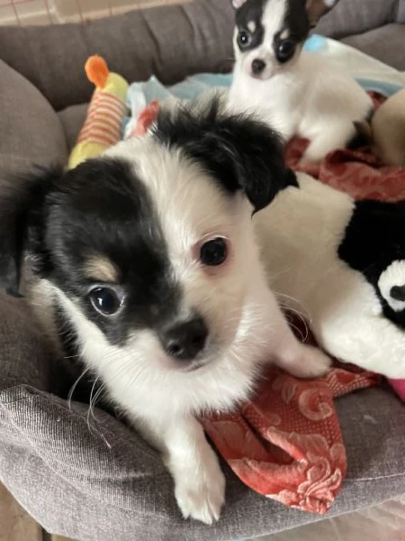 cucciola chihuahua 