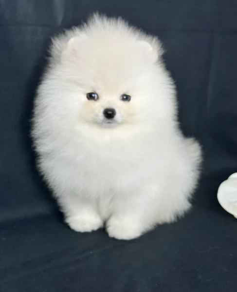 cucciolo di pomerania toy per adozione | Foto 6