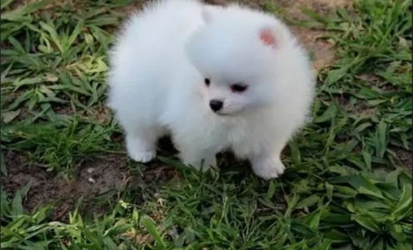 cucciolo di pomerania toy per adozione | Foto 5