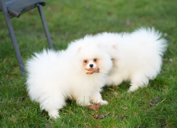 cucciolo di pomerania toy per adozione | Foto 4