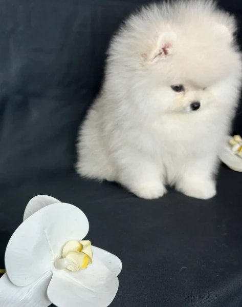 cucciolo di pomerania toy per adozione | Foto 3