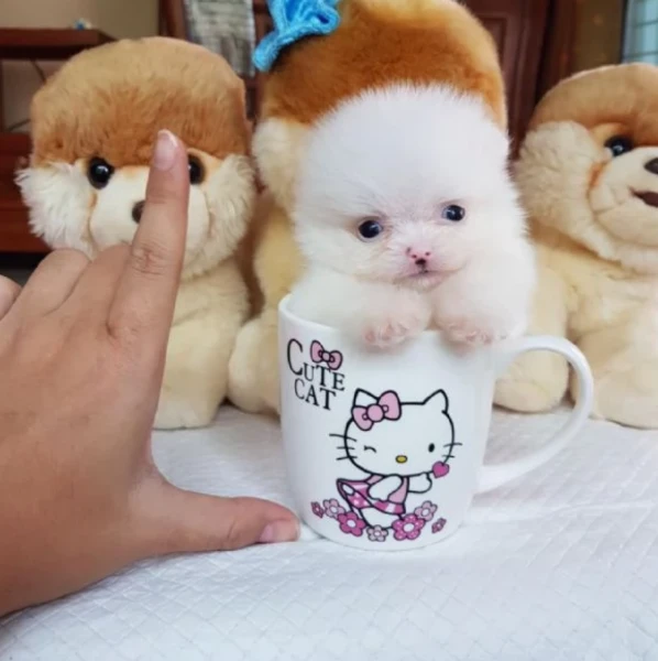 cucciolo di pomerania toy per adozione | Foto 2