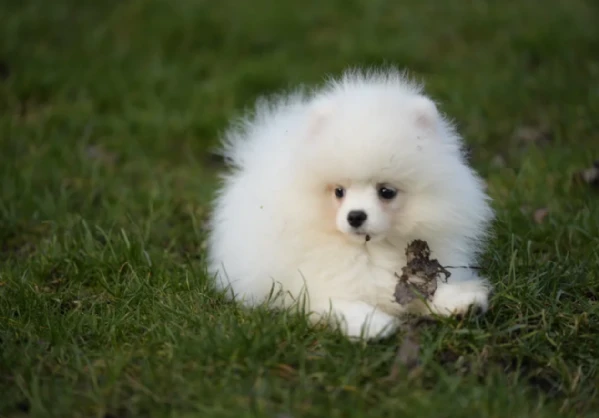 cucciolo di pomerania toy per adozione | Foto 1