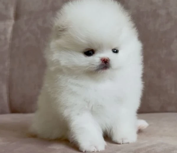 cucciolo di pomerania toy per adozione | Foto 0