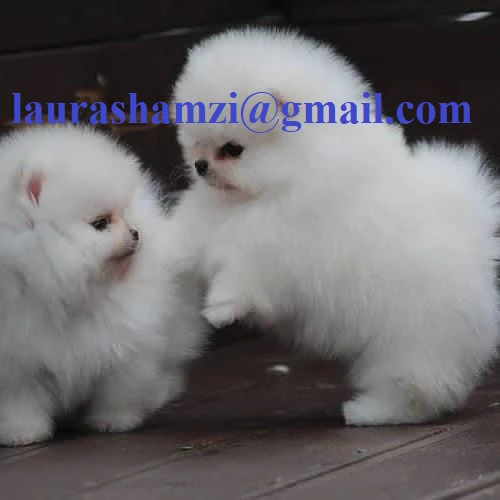 cucciolo di pomerania toy per adozione