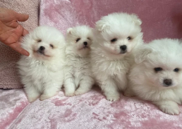  per adozione i nostri cuccioli di pomerania, maschio e femmina,  | Foto 3