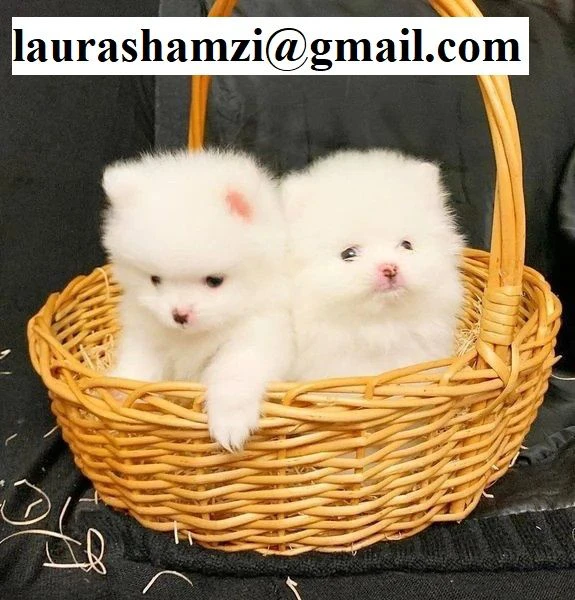  per adozione i nostri cuccioli di pomerania, maschio e femmina, 