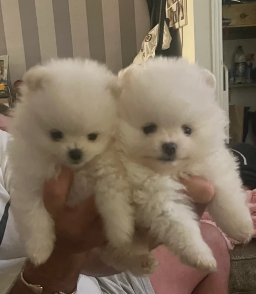  per adozione i nostri cuccioli di pomerania, maschio e femmina,  | Foto 2