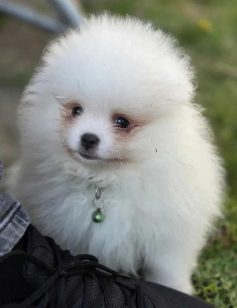  per adozione i nostri cuccioli di pomerania, maschio e femmina,  | Foto 1