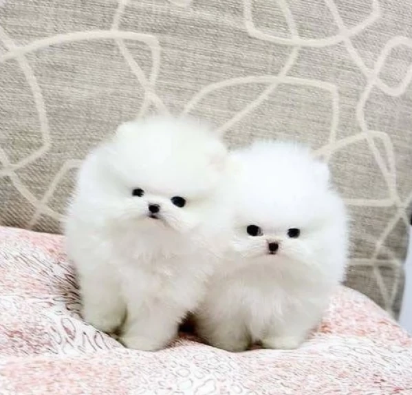  per adozione i nostri cuccioli di pomerania, maschio e femmina,  | Foto 0