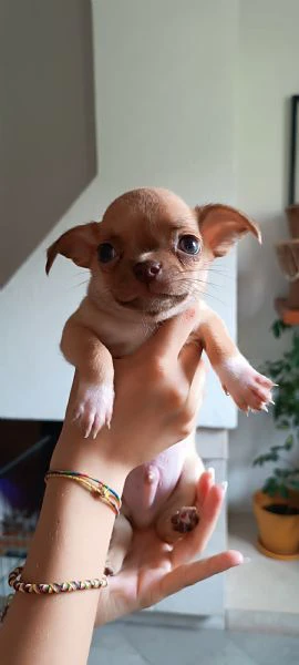 cuccioli chihuahua  | Foto 2