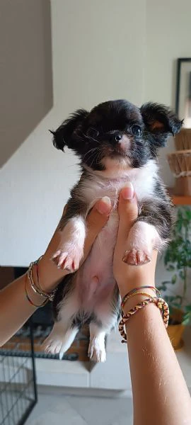cuccioli chihuahua 