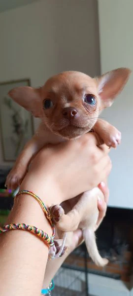 cuccioli chihuahua  | Foto 1