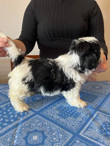 cuccioli di shihtzu 