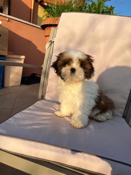 cuccioli di shihtzu  | Foto 5