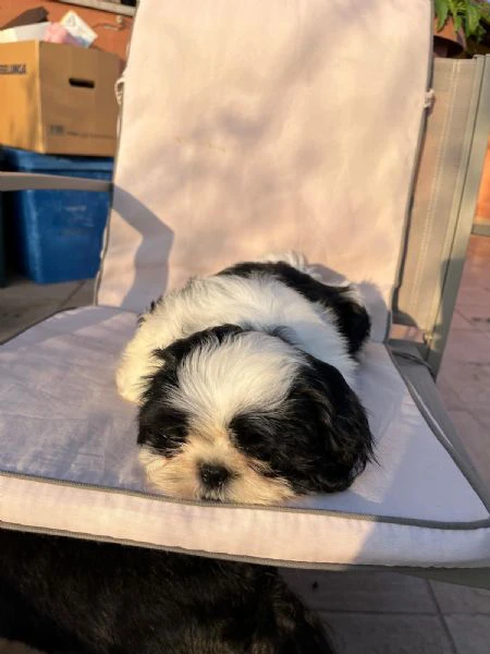 cuccioli di shihtzu  | Foto 4