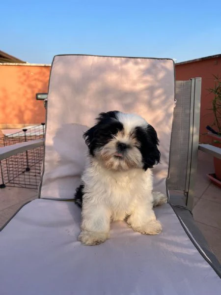 cuccioli di shihtzu  | Foto 3