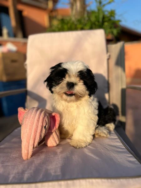 cuccioli di shihtzu  | Foto 2