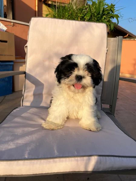 cuccioli di shihtzu  | Foto 1