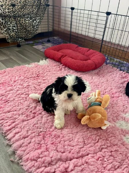 cuccioli di shihtzu  | Foto 0