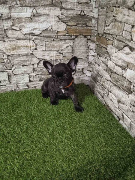 bulldog francese – bellissimi cuccioli | Foto 1