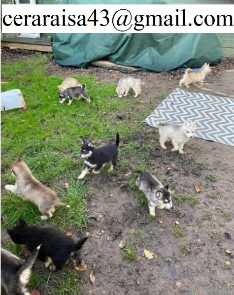 cucciolo di husky per adozione