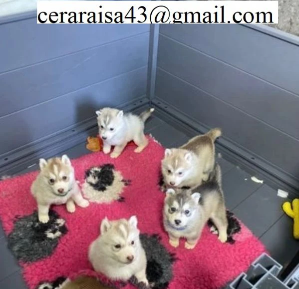 cucciolo di husky per adozione