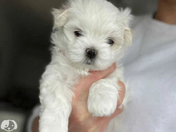 maltese  | Foto 4