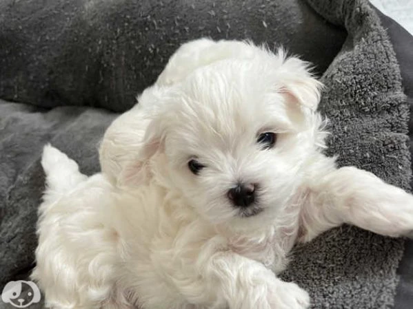 maltese  | Foto 2