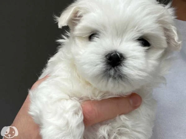 maltese  | Foto 1