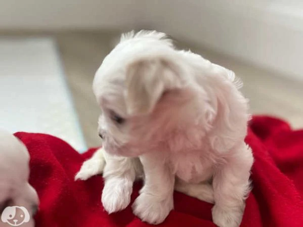 maltese 