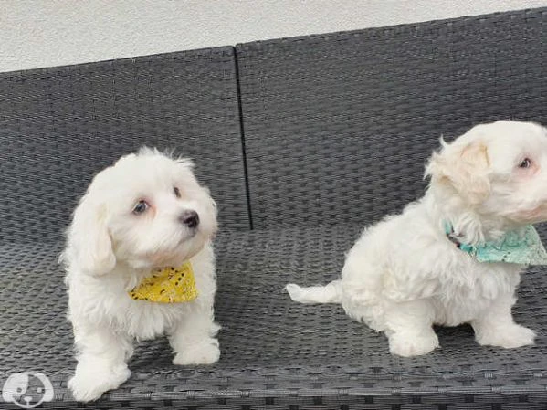 maltese  | Foto 0