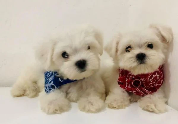maltese toy!!