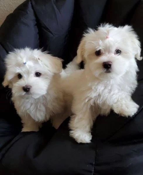 cuccioli maltese | Foto 0