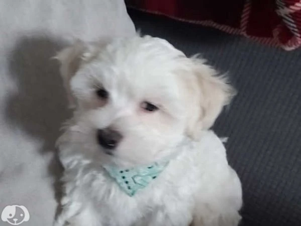 cucciola maltese toy | Foto 0