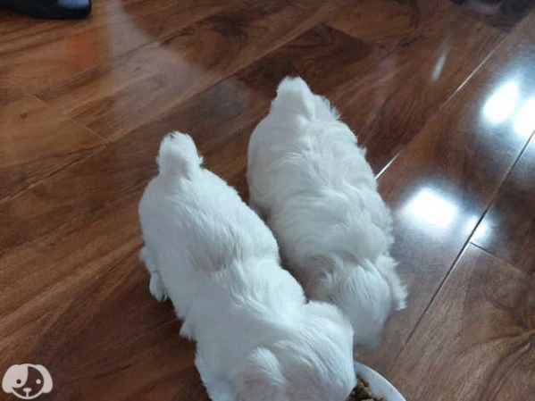 maltese cucciolo maschio | Foto 3