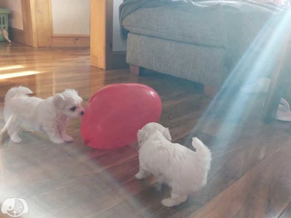 maltese cucciolo maschio | Foto 2