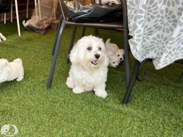 maltese cucciolo maschio | Foto 1